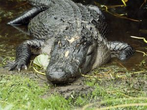 american-alligator_444_600x450