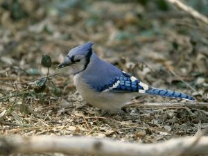 blue-jay_475_600x450